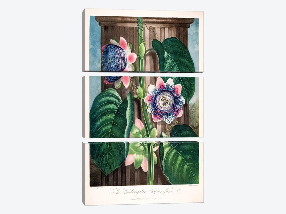 The Quadrangular Passion Flower by Peter Charles Henderson 3-piece Canvas Art Print