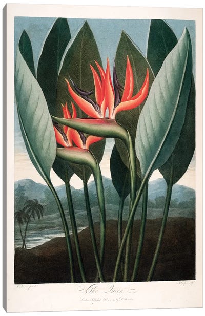 The Queen Canvas Art Print - Botanical Illustrations