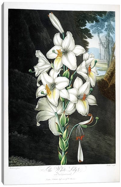 The White Lily Canvas Art Print - Botanical Illustrations