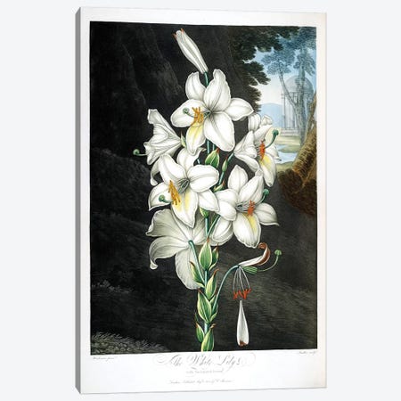 The White Lily Canvas Print #PCH8} by Peter Charles Henderson Art Print