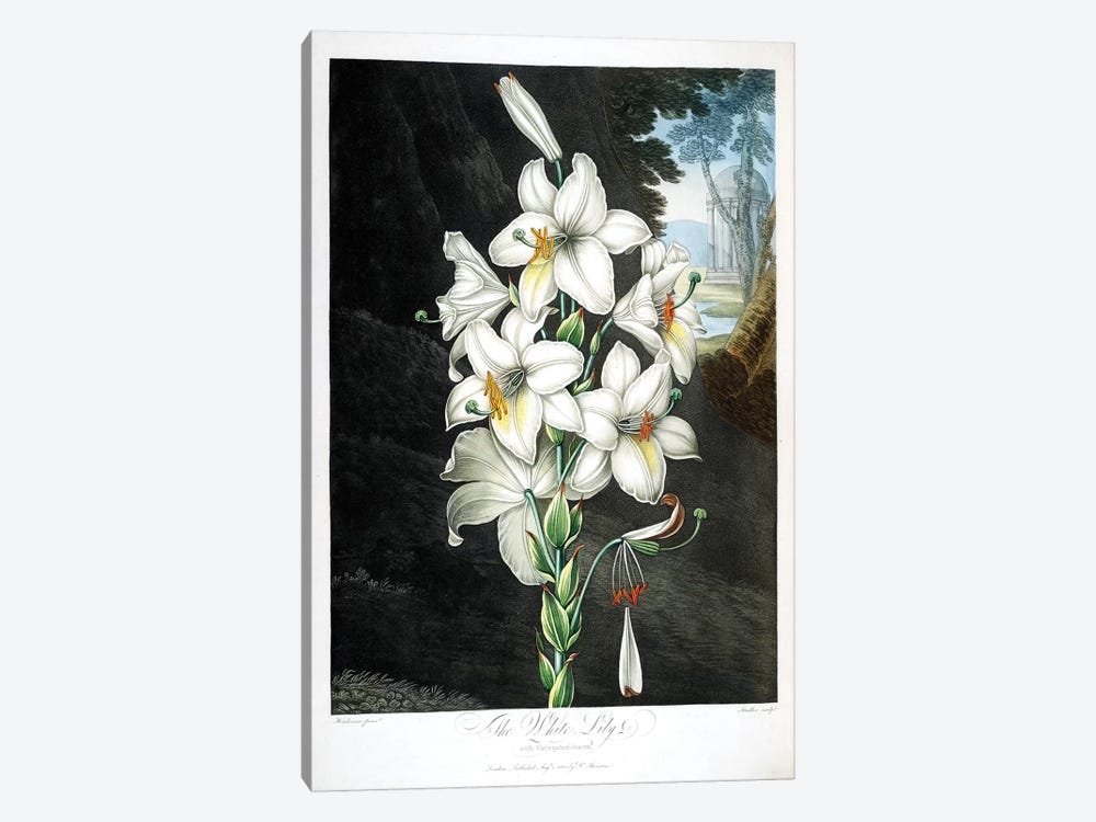 The White Lily by Peter Charles Henderson 1-piece Canvas Art Print
