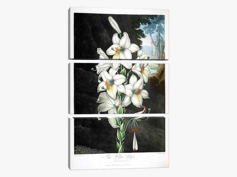 The White Lily by Peter Charles Henderson 3-piece Canvas Print