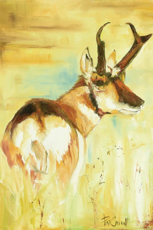 Pronghorn