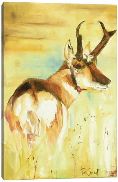 Pronghorn Canvas Art Print - Patricia Carroll