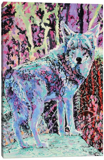 Colorful Coyote Canvas Art Print - Patricia Carroll