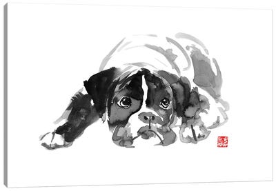 Bulldog II Canvas Art Print - Péchane