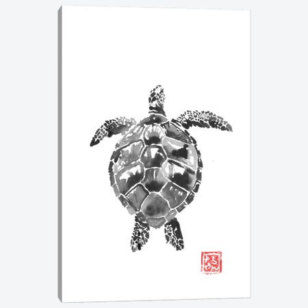 Tortoise Canvas Print #PCN249} by Péchane Art Print