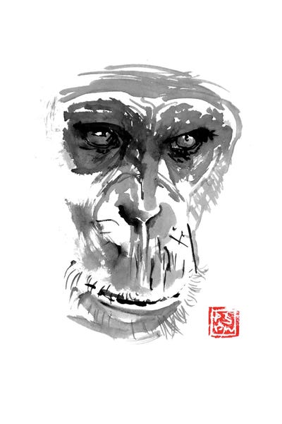 Gorillas: Chimpanzee by Péchane