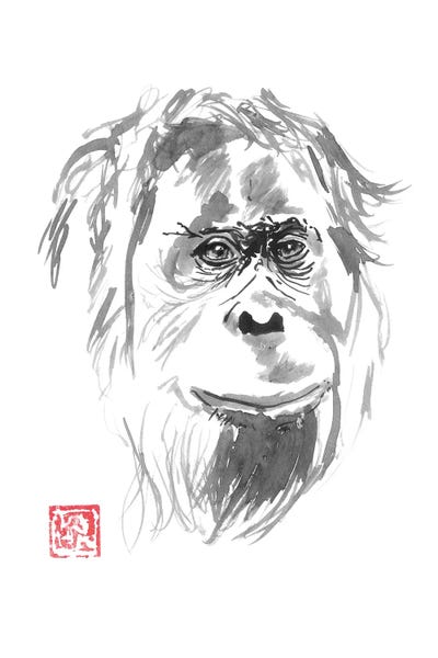 Orangutans: Orangutan Smile by Péchane
