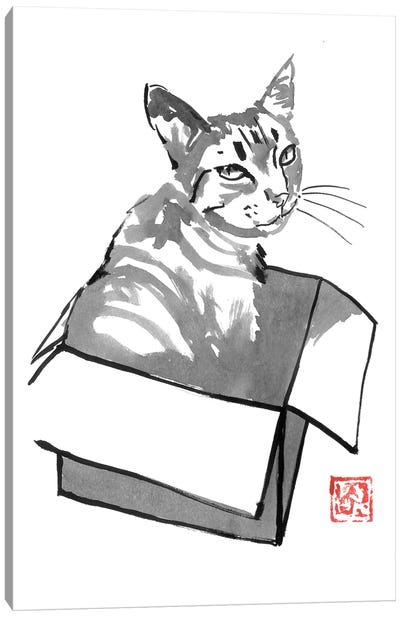 Cat In Box Canvas Art Print - Péchane