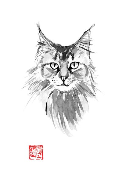 Main Coon