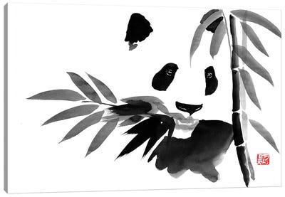 Eating Bamboo Canvas Art Print - Gray Art