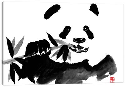 Eating Panda Canvas Art Print - Panda Art