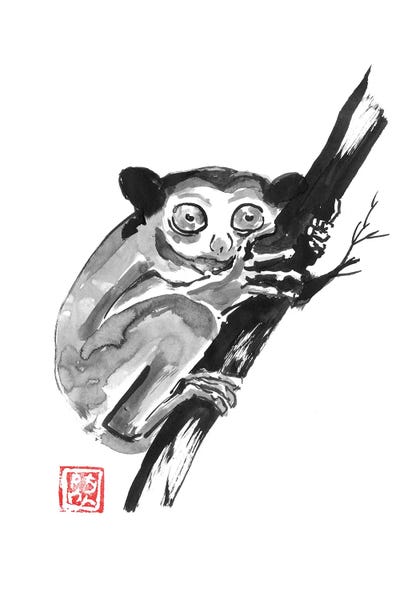 Primates: Tarsier by Péchane