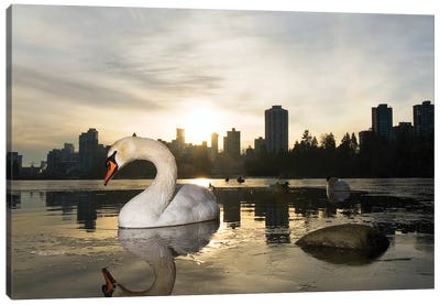Mute Swan, Lost Lagoon, Stanley Park, Vancouver, British Columbia, Canada Canvas Art Print - British Columbia Art
