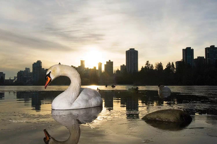 Mute Swan, Lost Lagoon, Stanley Park, Vancouver, British Columbia, Canada