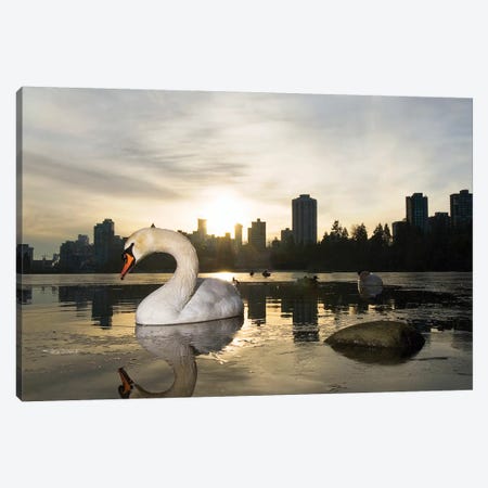Mute Swan, Lost Lagoon, Stanley Park, Vancouver, British Columbia, Canada Canvas Print #PCO1} by Paul Colangelo Canvas Artwork