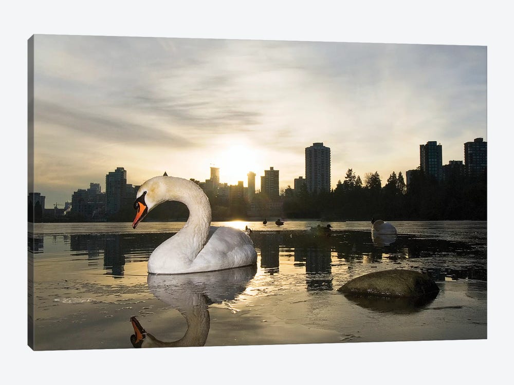 Mute Swan, Lost Lagoon, Stanley Park, Vancouver, British Columbia, Canada by Paul Colangelo 1-piece Canvas Art Print