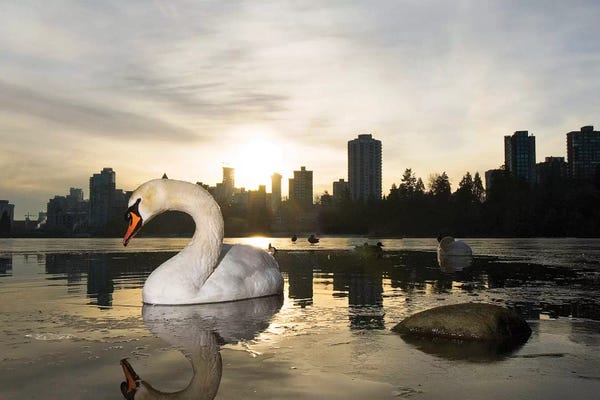 British Columbia: Mute Swan, Lost Lagoon, Stanley Park, Vancouver, British Columbia, Canada by Paul Colangelo