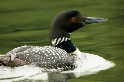 Black & Dark Art - Canvas Prints: Common Loon, Gavia Immer, Haliburton, Ontario II by Paul Colangelo