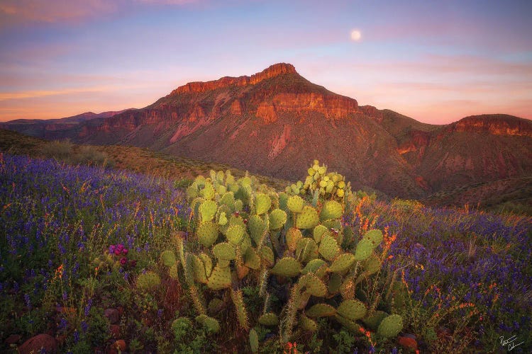 Spring Fling by Peter Coskun wall art