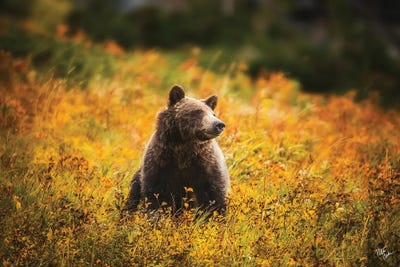 Bear Dreams by Peter Coskun art print