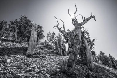 The Elders by Peter Coskun art print