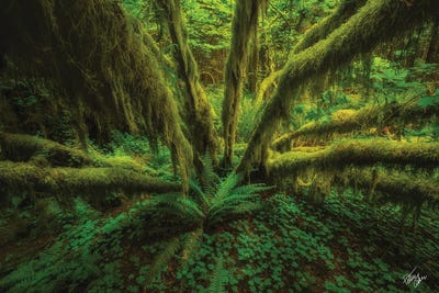 The Green Monster by Peter Coskun art print