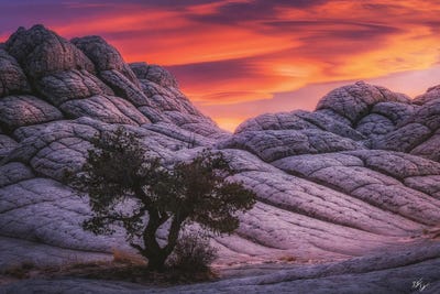 The Martian by Peter Coskun art print