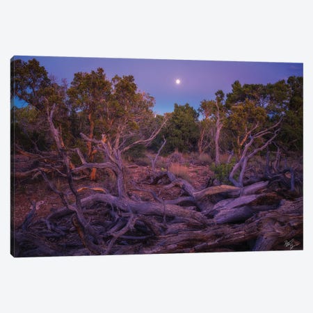 Timber Moon Canvas Print #PCS119} by Peter Coskun Art Print