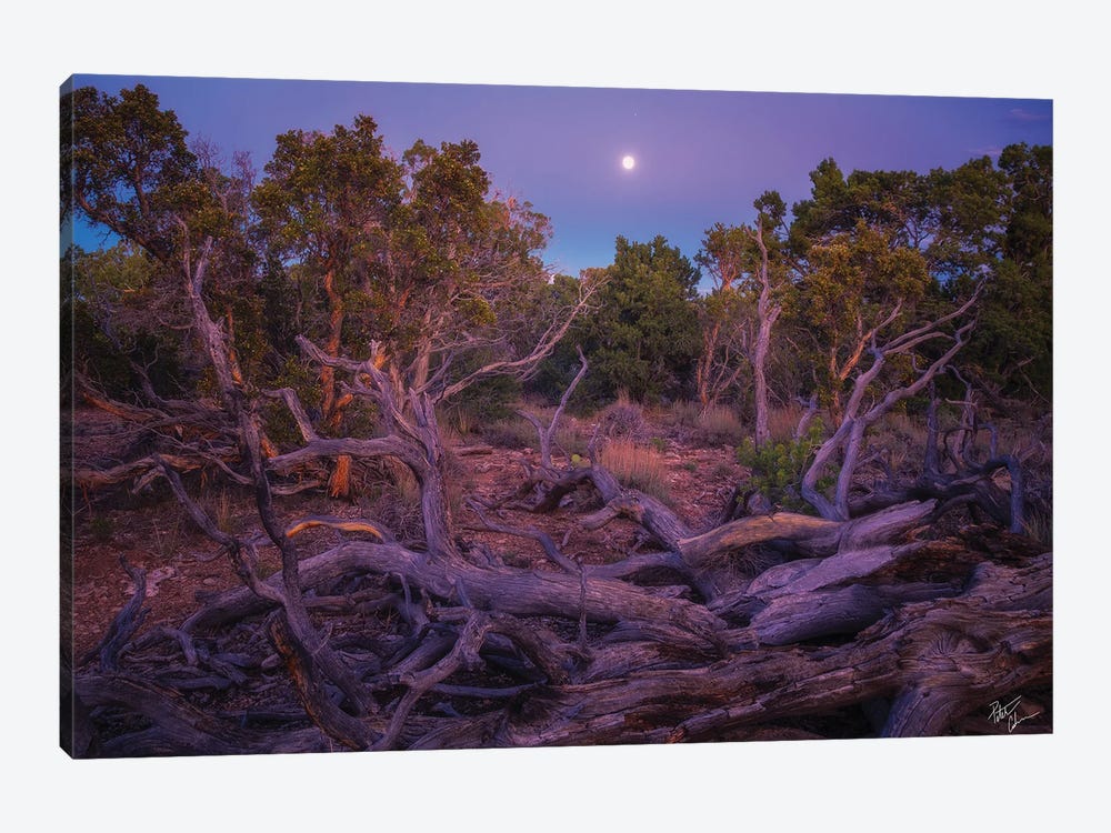Timber Moon by Peter Coskun 1-piece Canvas Art