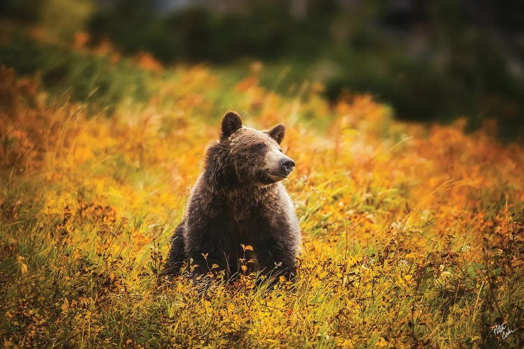 Bear Dreams