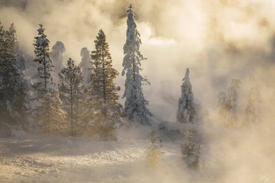 Golden Ghosts by Peter Coskun art print