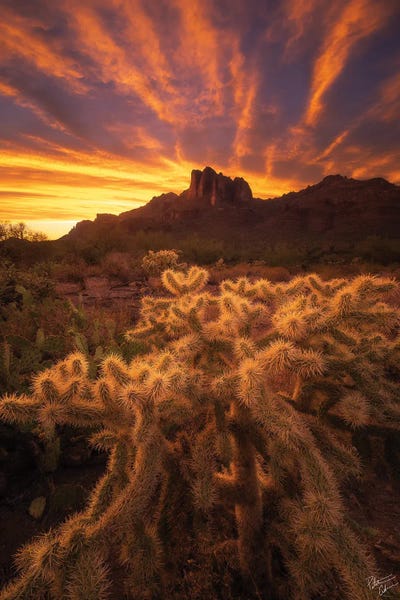 Roots by Peter Coskun art print