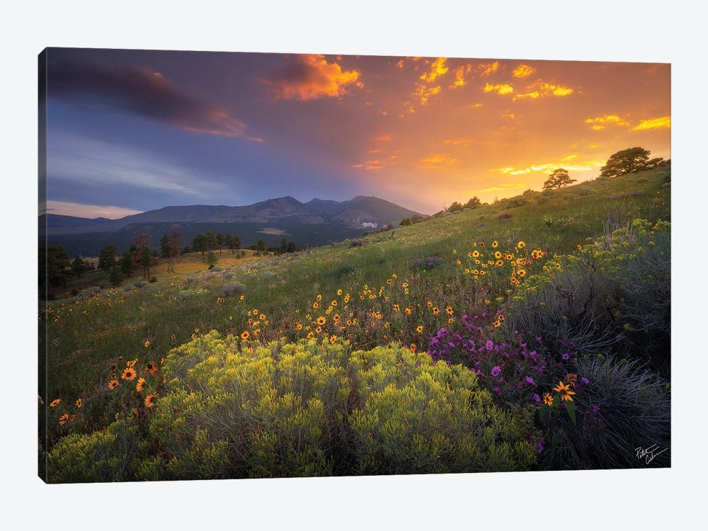 Mellow Meadow by Peter Coskun 1-piece Canvas Artwork