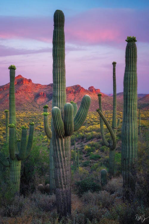 Saguaroville