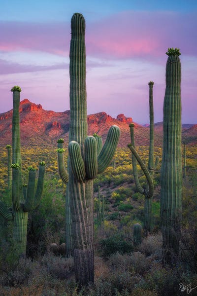 Cacti: Saguaroville by Peter Coskun