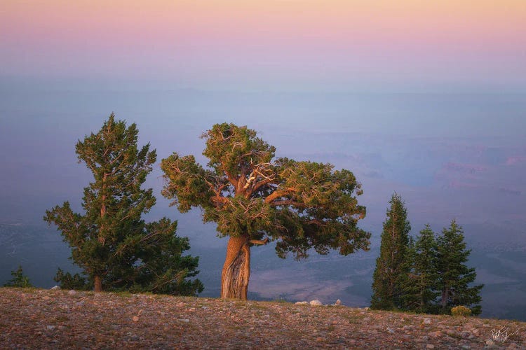 The Perch by Peter Coskun wall art
