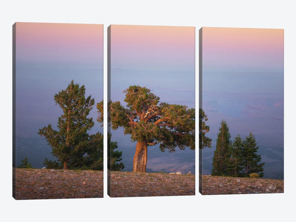 The Perch by Peter Coskun 3-piece Canvas Wall Art