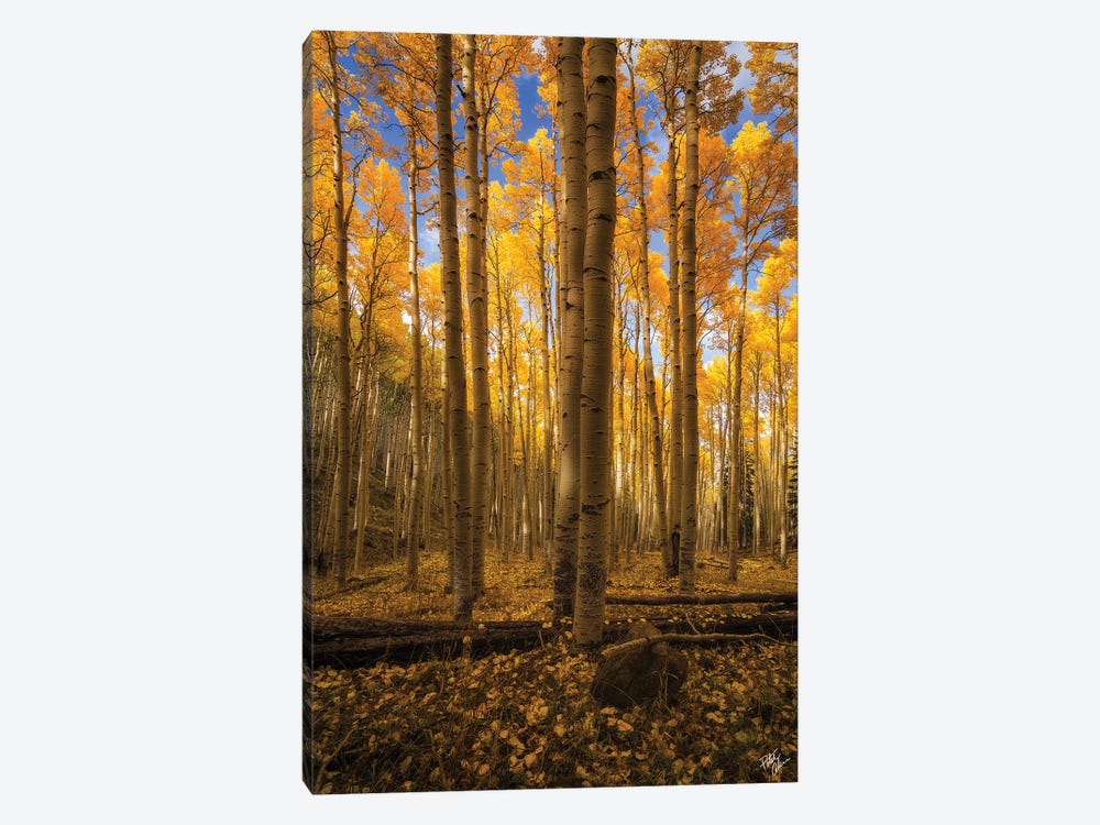 Aspen Stand by Peter Coskun 1-piece Canvas Print