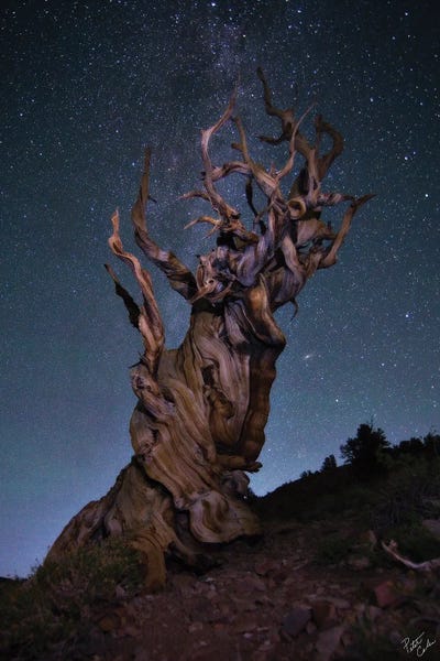 Bristlecone Ballet by Peter Coskun framed wall art