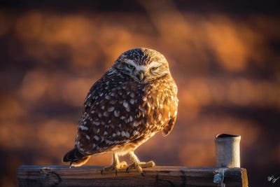Burrowing Guardian by Peter Coskun art print
