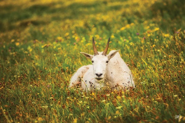 Goats: Chillin by Peter Coskun