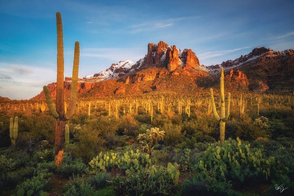 Cacti: Chilly Morning by Peter Coskun