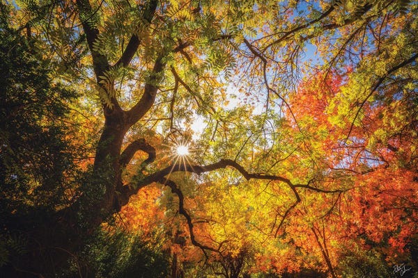 Tree Close-Ups: Chinese Pistachio Autumn by Peter Coskun