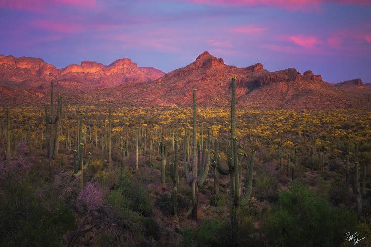 Colors Of Peralta by Peter Coskun wall art