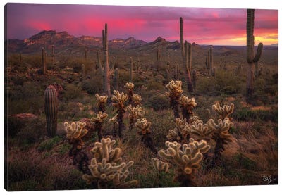 Dance Of The Desert Canvas Art Print - Desert Landscape Photography