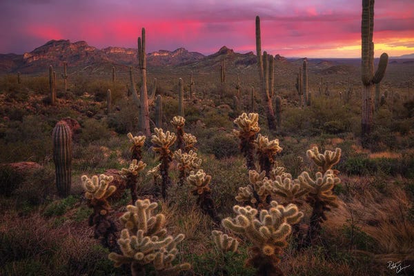 Cacti: Dance Of The Desert by Peter Coskun