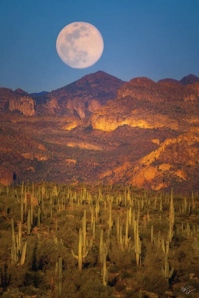 Desert Moonrise by Peter Coskun canvas print