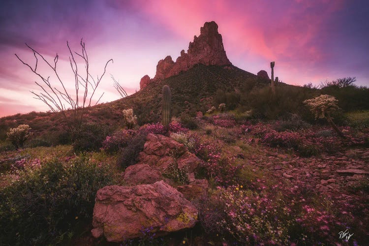 Fairy Tales by Peter Coskun wall art